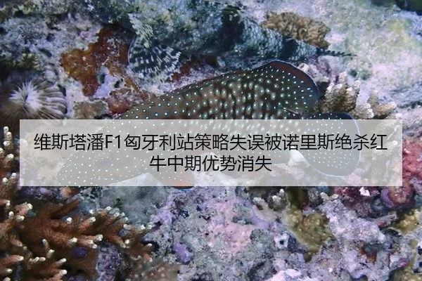wei-si-ta-pan-xiong-ya-li-zhan-ce-lve-shi-wu-bei-nuo-li-si-jue-sha-hong-niu-zhong-qi-you-shi-xiao-shi-3-705.jpg